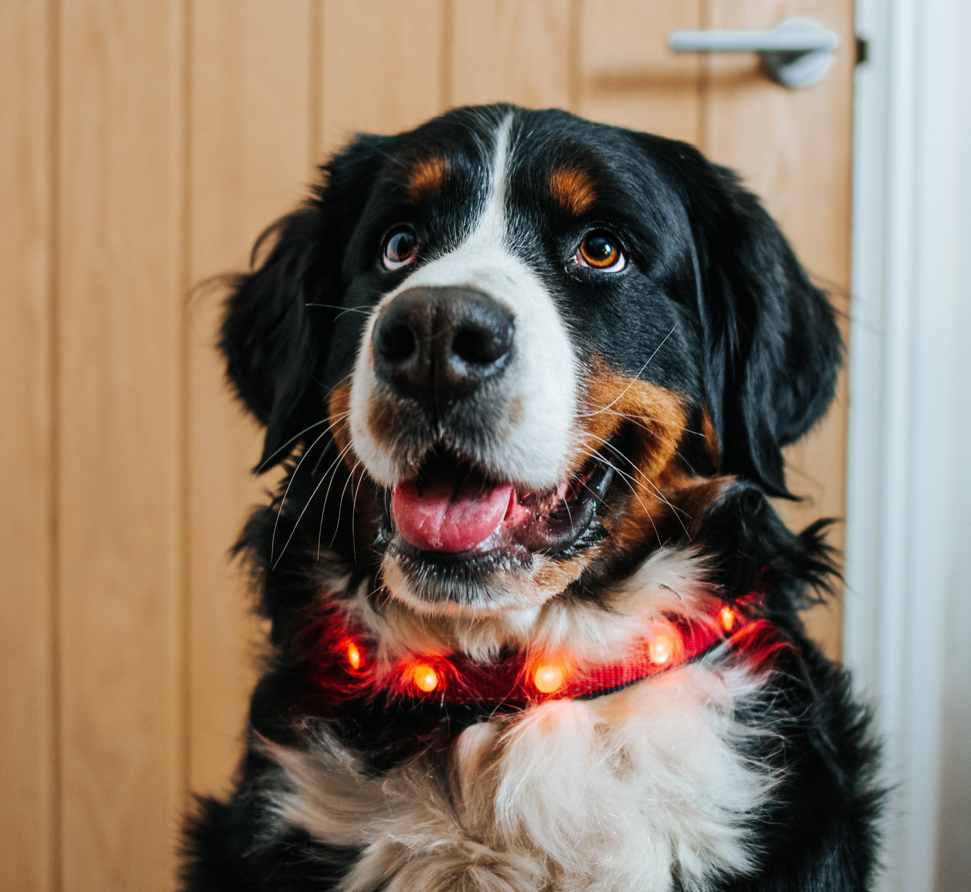 Bernese mountain dog collar hot sale size